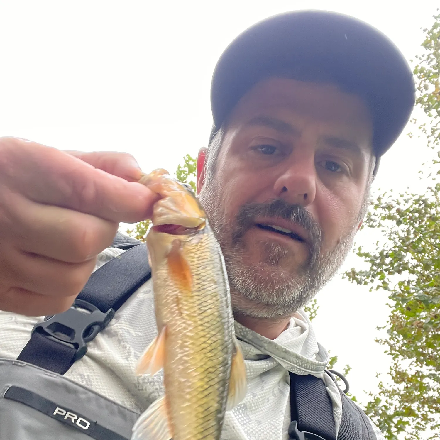 The most recent Hornyhead chub catches on Fishbrain