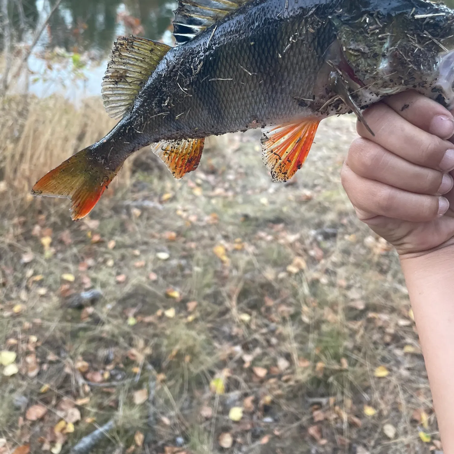 European perch caught on Fishbrain
