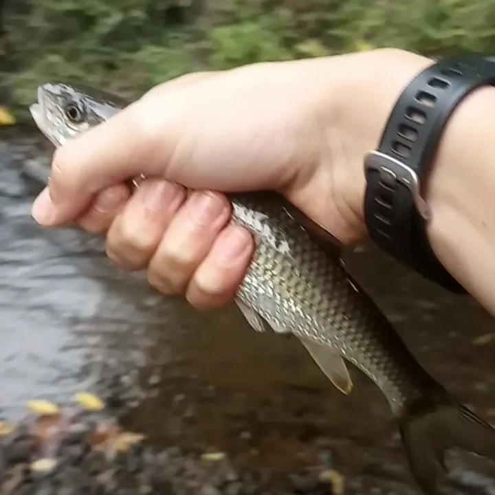 Fallfish caught on Fishbrain