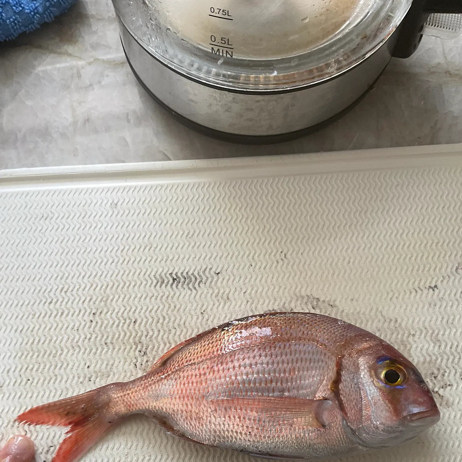 The most recent Australasian snapper catches on Fishbrain