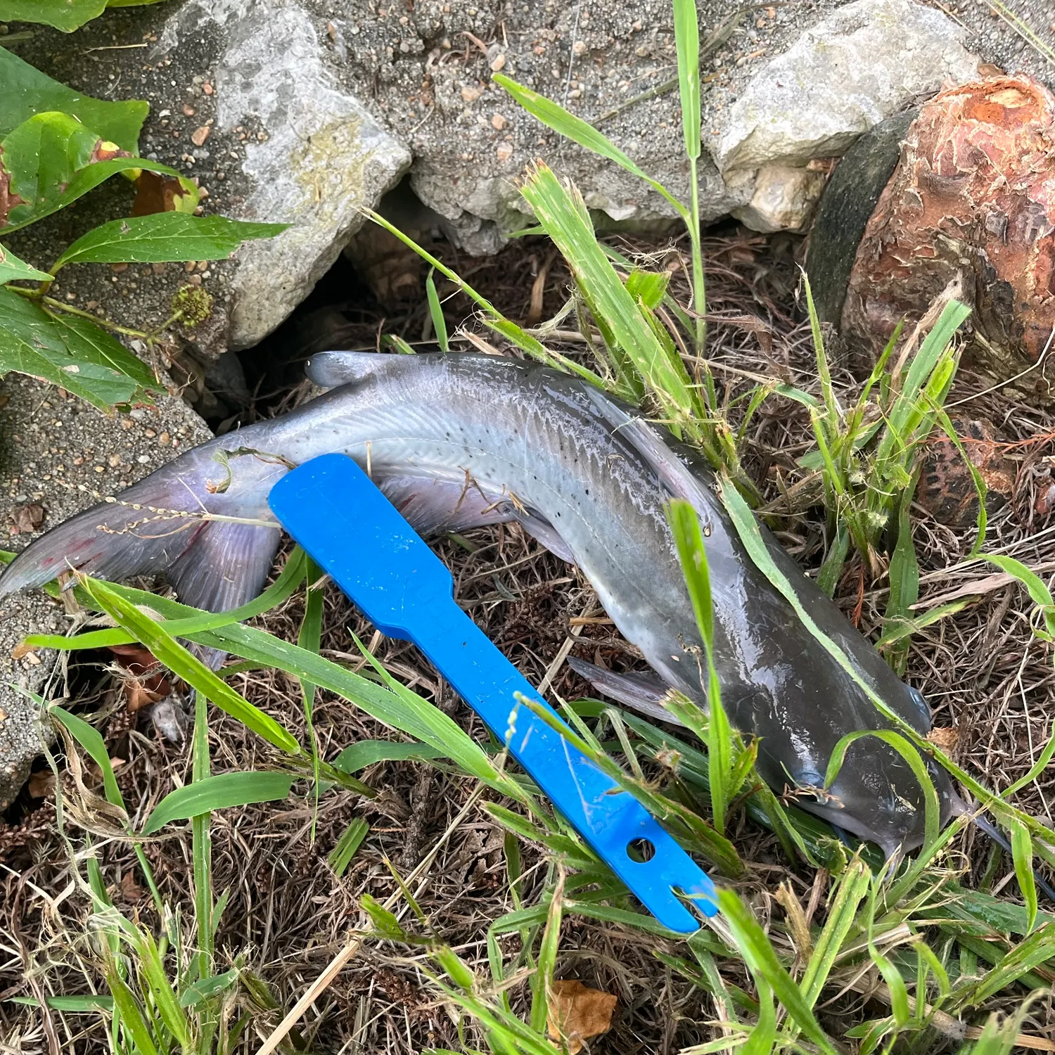 Channel catfish caught on Fishbrain