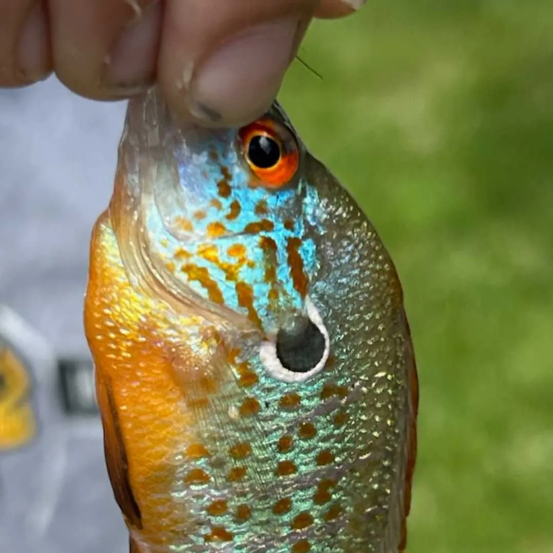 The most recent Bluegill x longear sunfish catches on Fishbrain