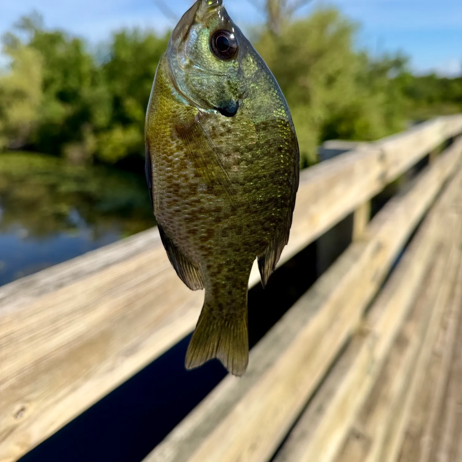 Bluegill caught on Fishbrain