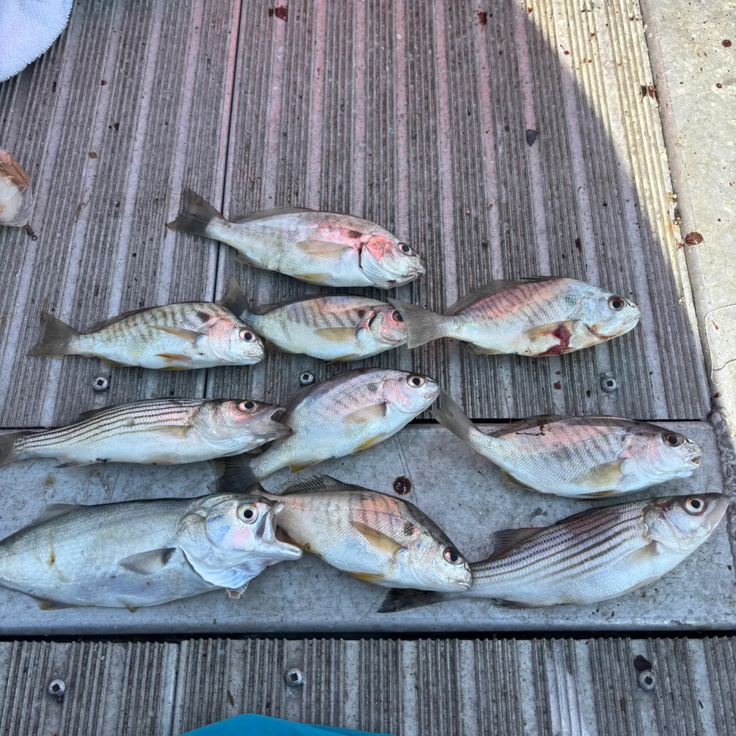 Striped bass caught on Fishbrain
