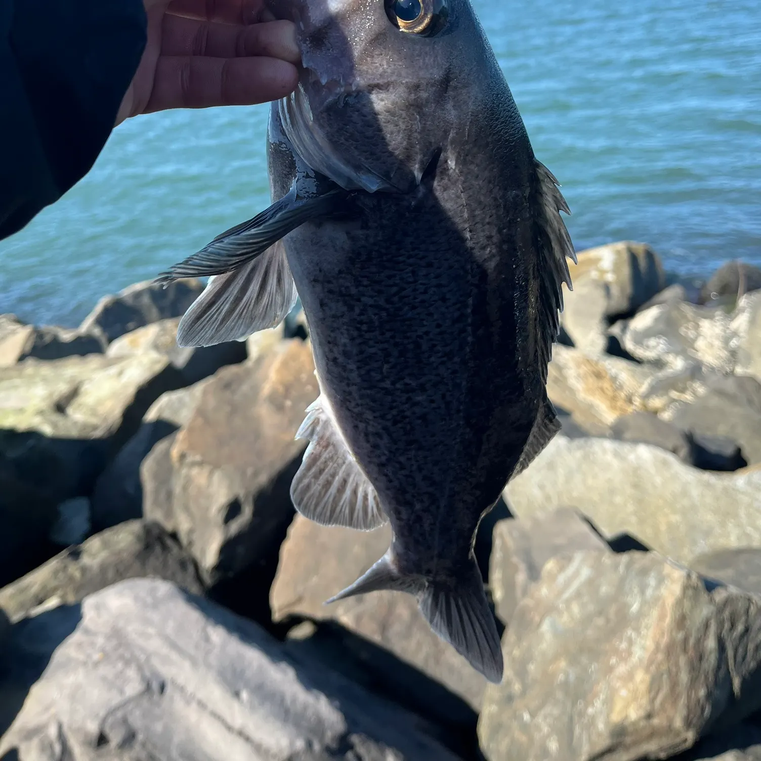 The most recent Black rockfish catches on Fishbrain
