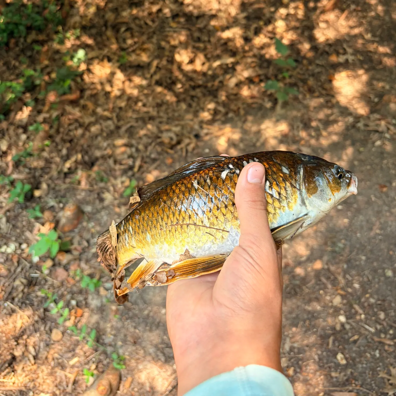 The most recent Koi x common carp catches on Fishbrain