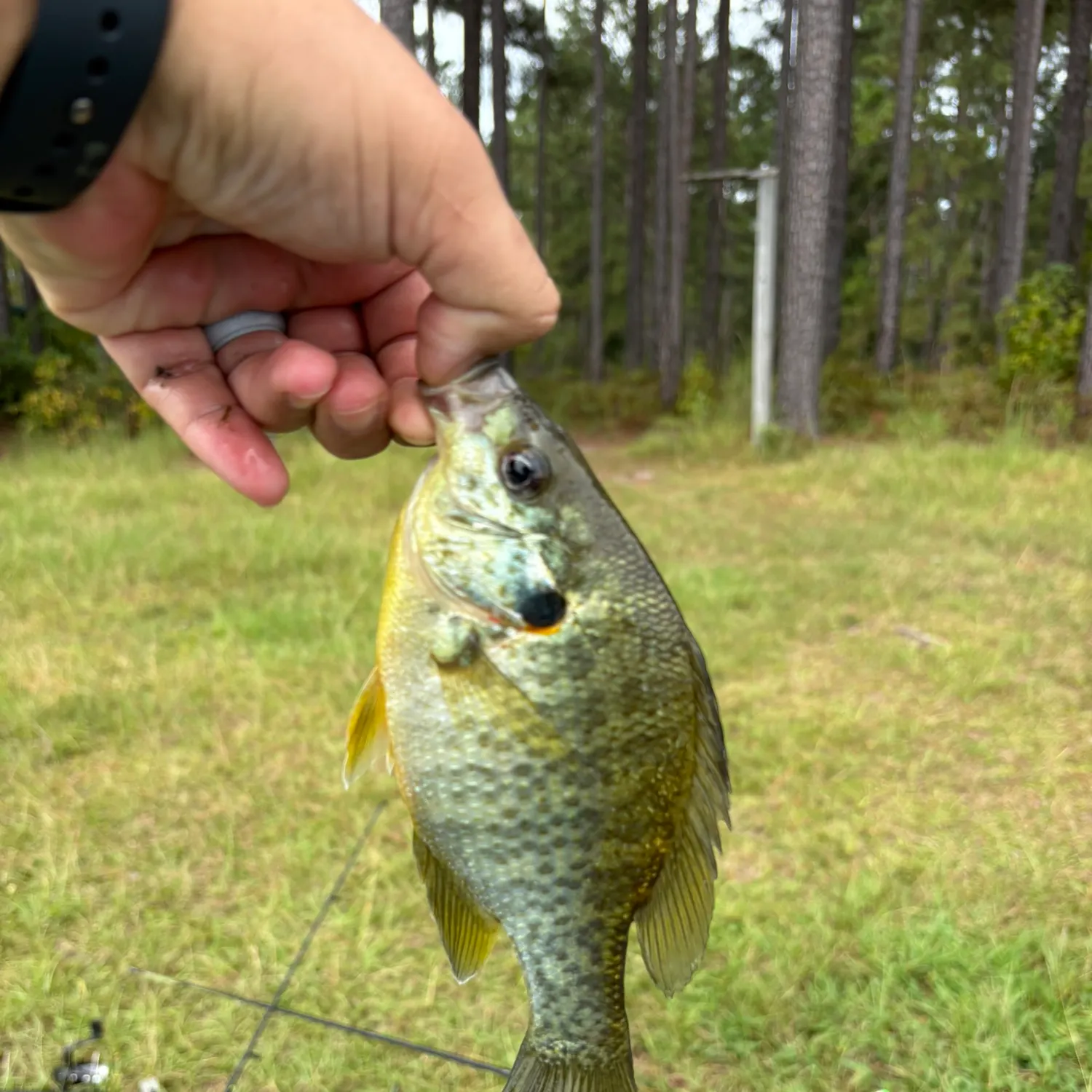 Redear sunfish caught on Fishbrain