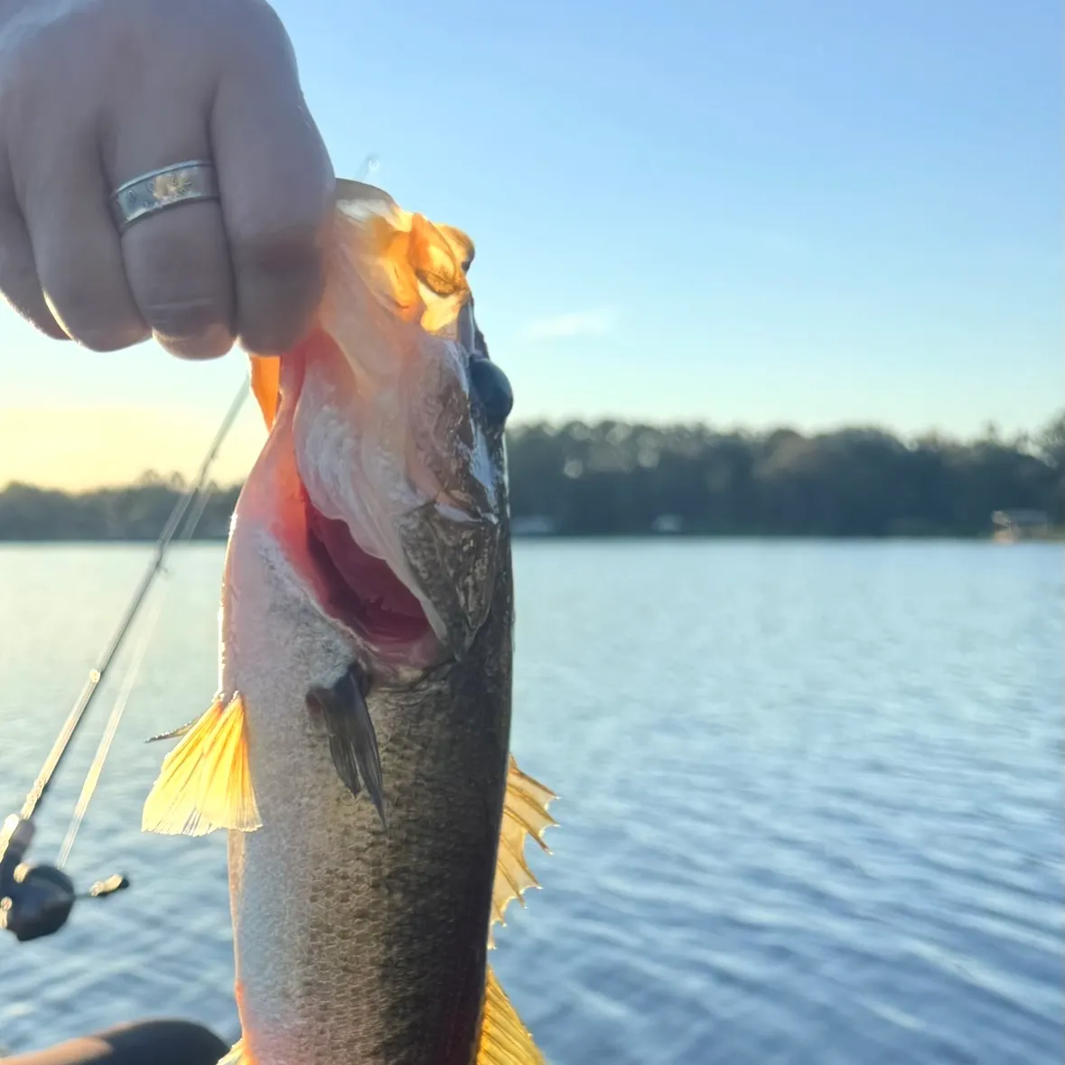 Largemouth bass caught on Fishbrain