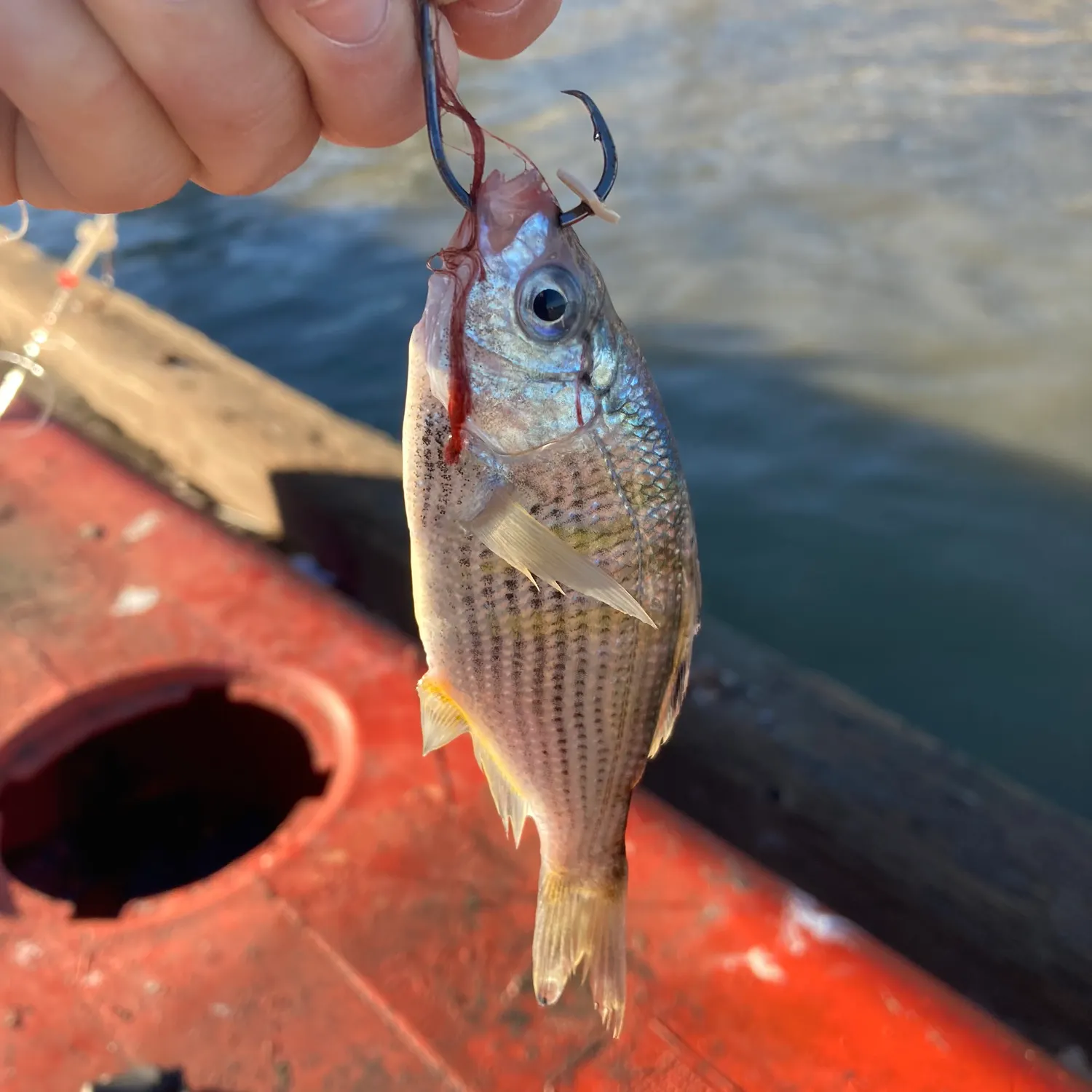 The most recent Shiner perch catches on Fishbrain