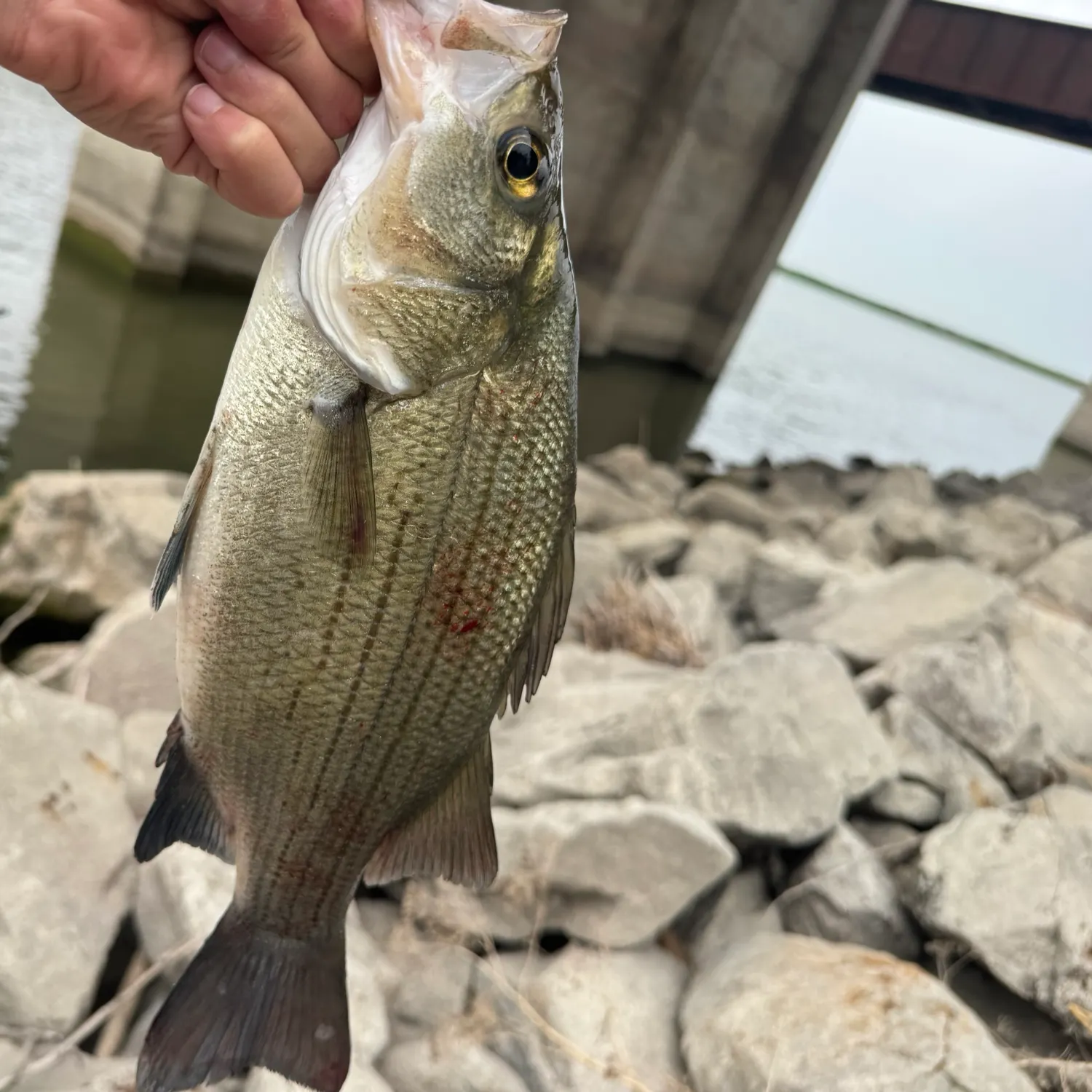 Striped bass caught on Fishbrain
