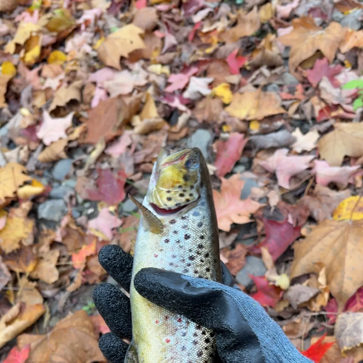 Brown trout caught on Fishbrain