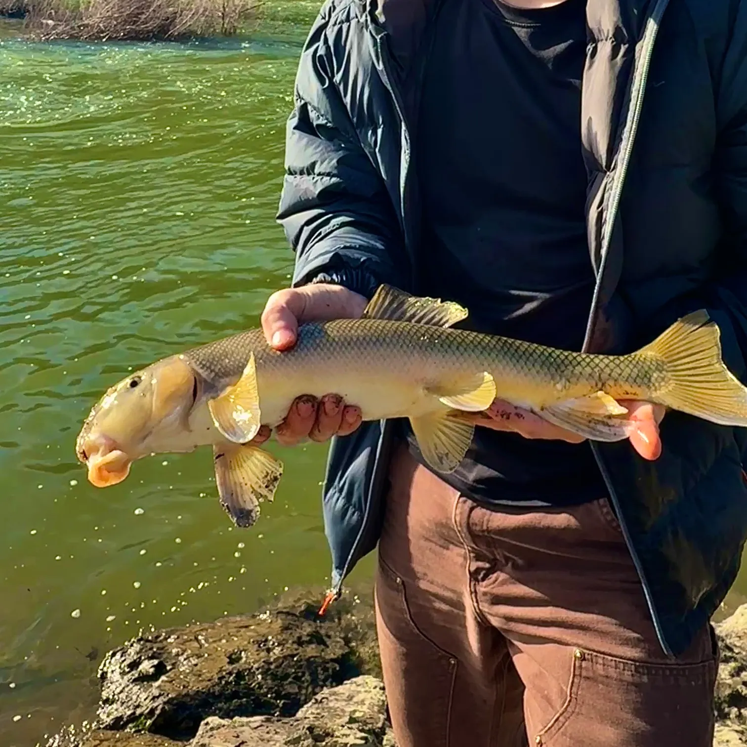 The most recent Flannelmouth sucker catches on Fishbrain