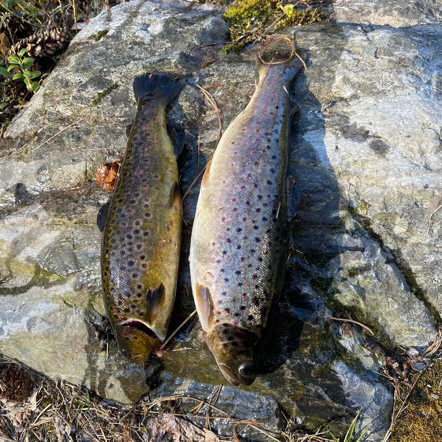 recently logged catches