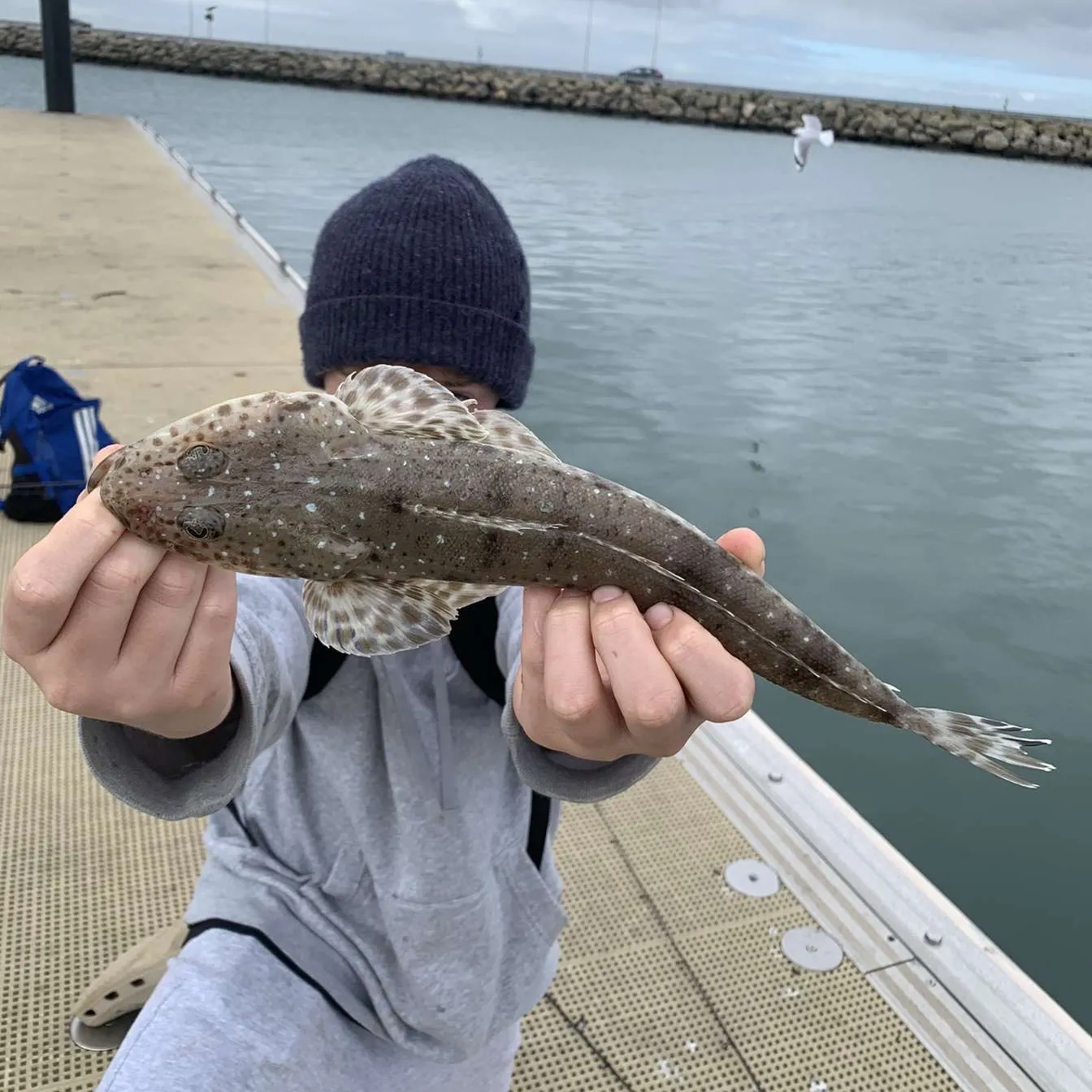 The most recent Blue-spotted flathead catches on Fishbrain