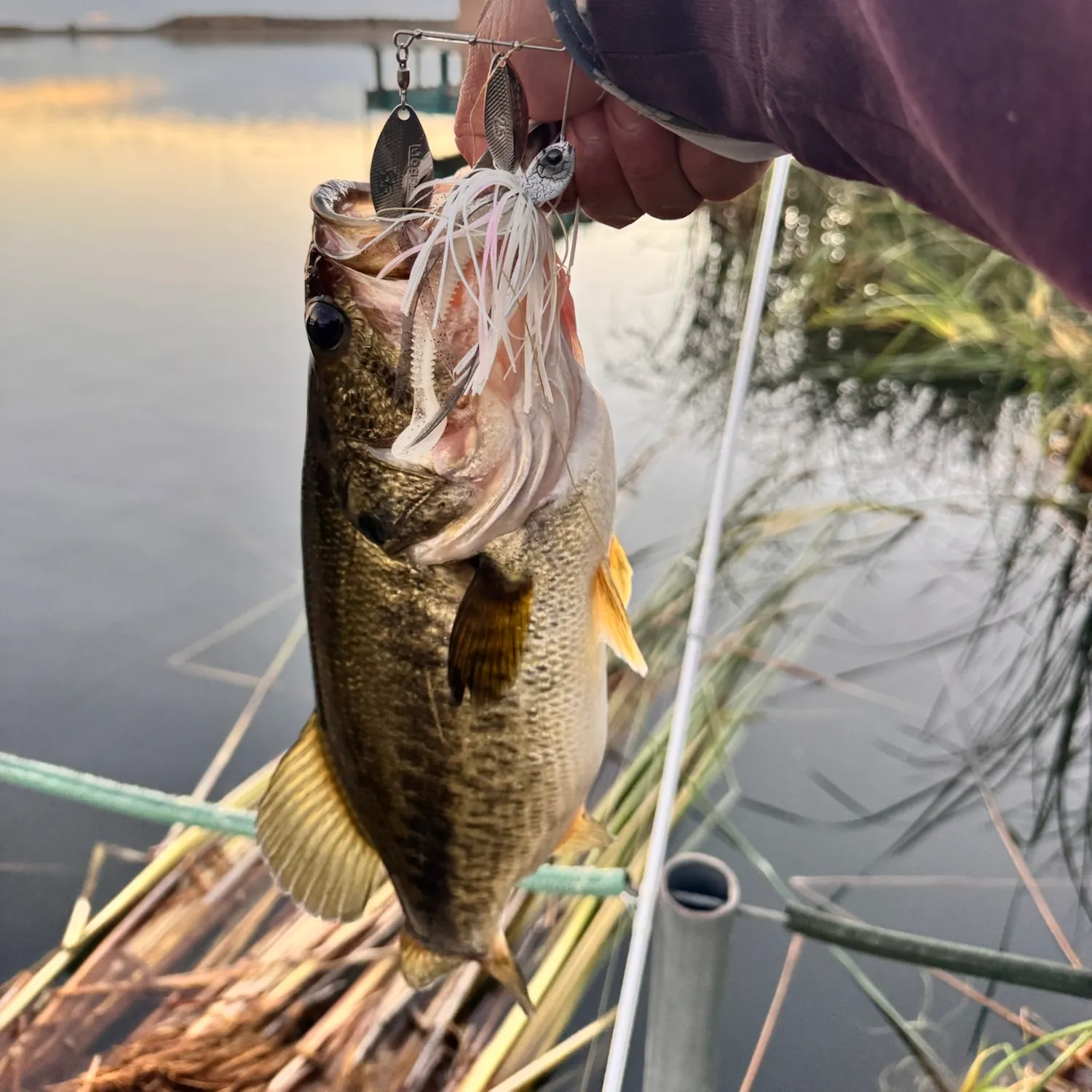 Largemouth bass caught on Fishbrain