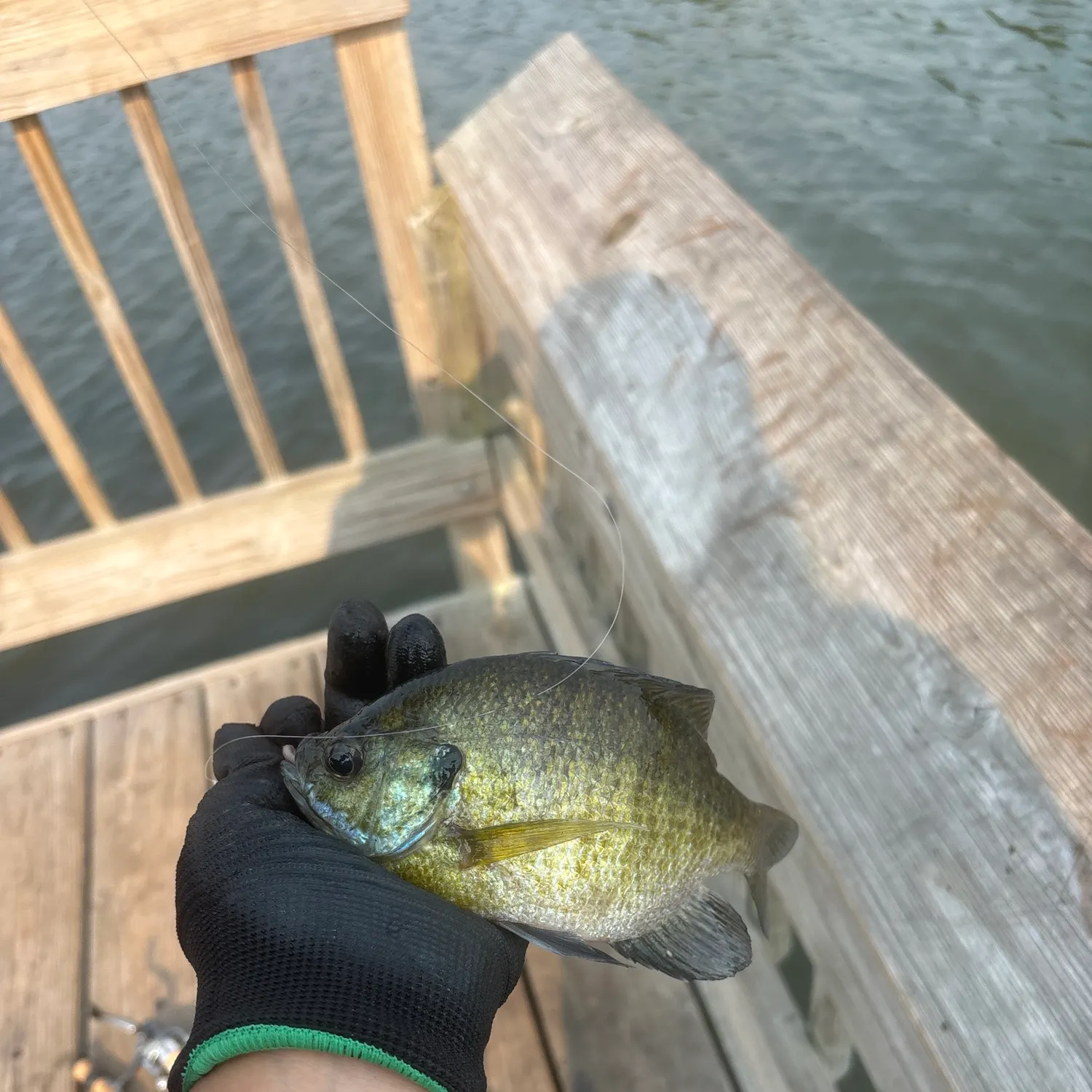 Bluegill caught on Fishbrain