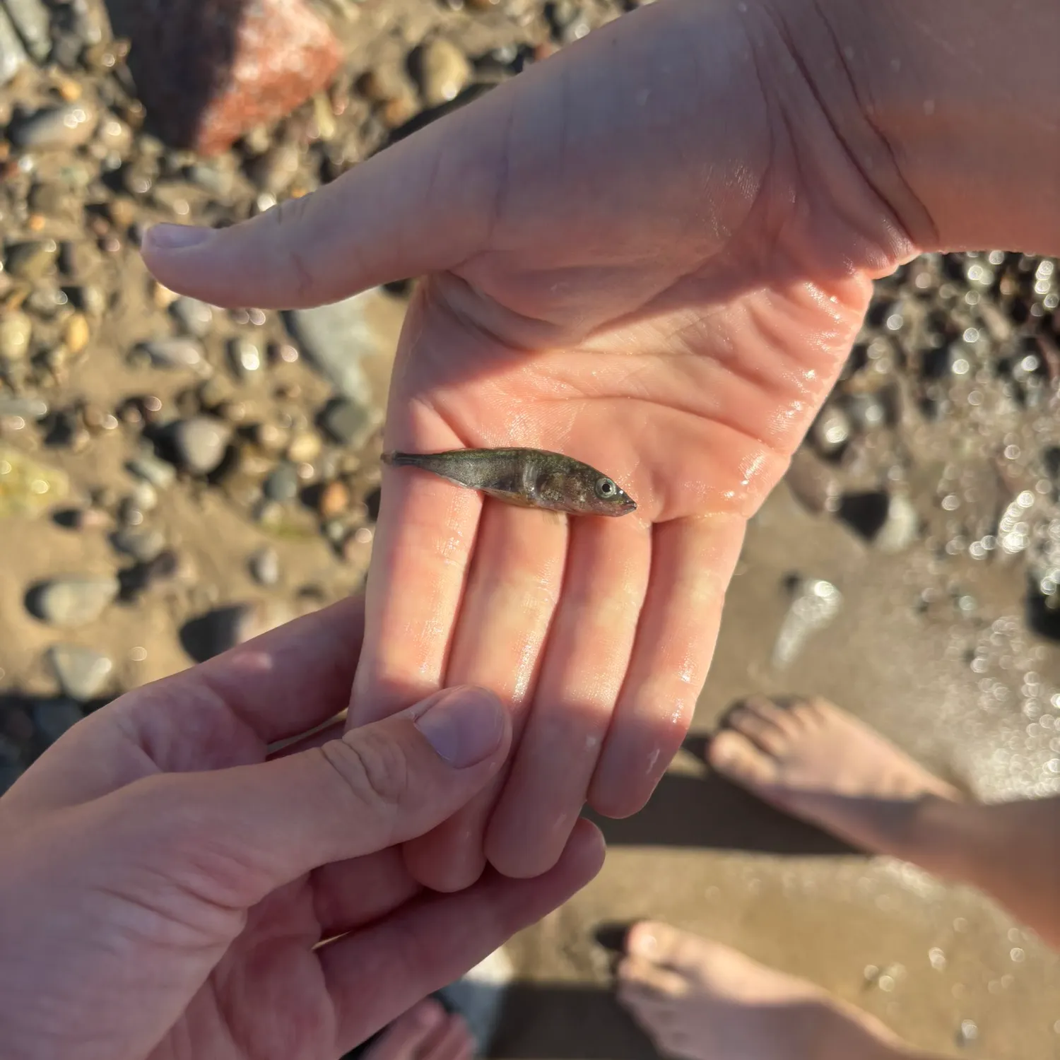 The most recent Three-spined stickleback catches on Fishbrain