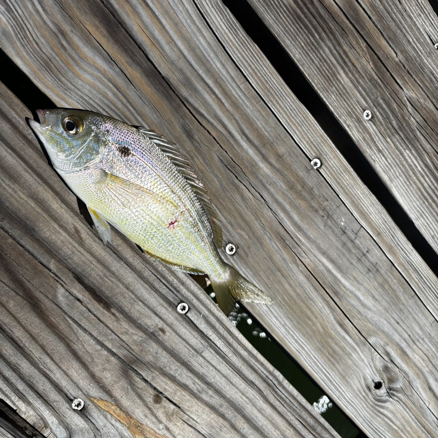 Pinfish caught on Fishbrain
