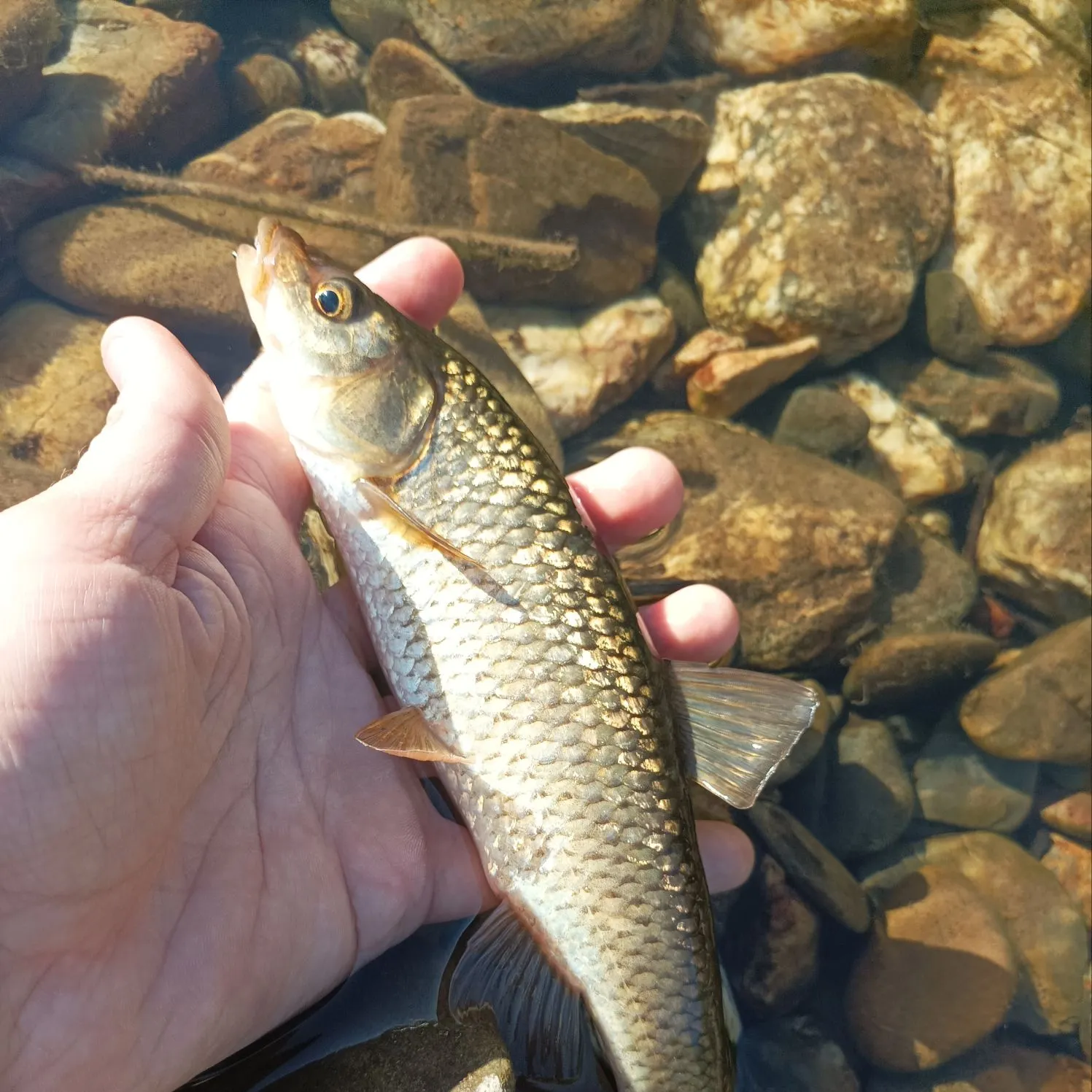 The most recent Squalius pyrenaicus catches on Fishbrain