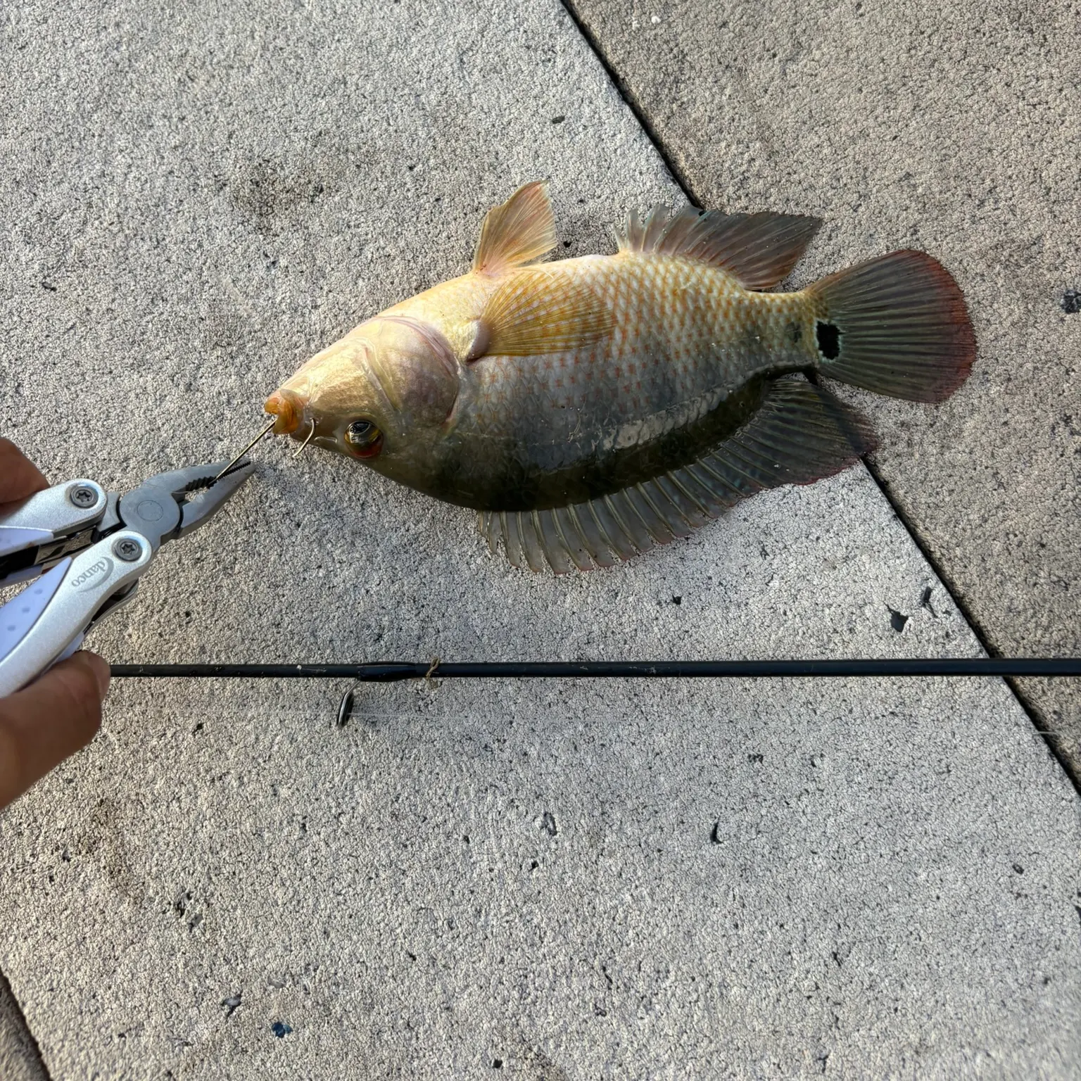recently logged catches