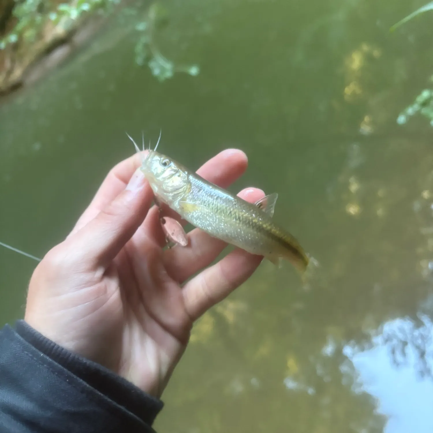 Creek chub caught on Fishbrain