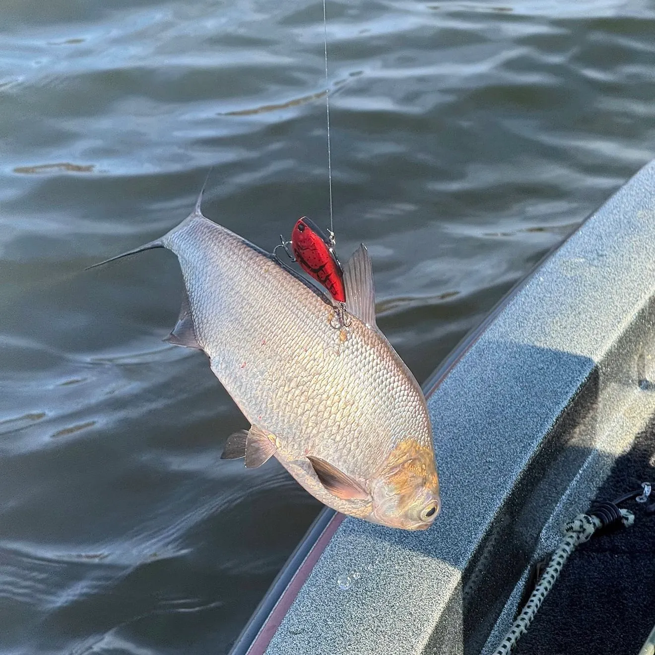 The most recent Mountain whitefish catches on Fishbrain