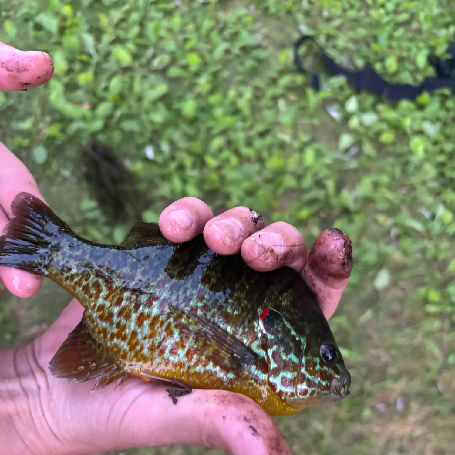 Pumpkingill hybrid caught on Fishbrain