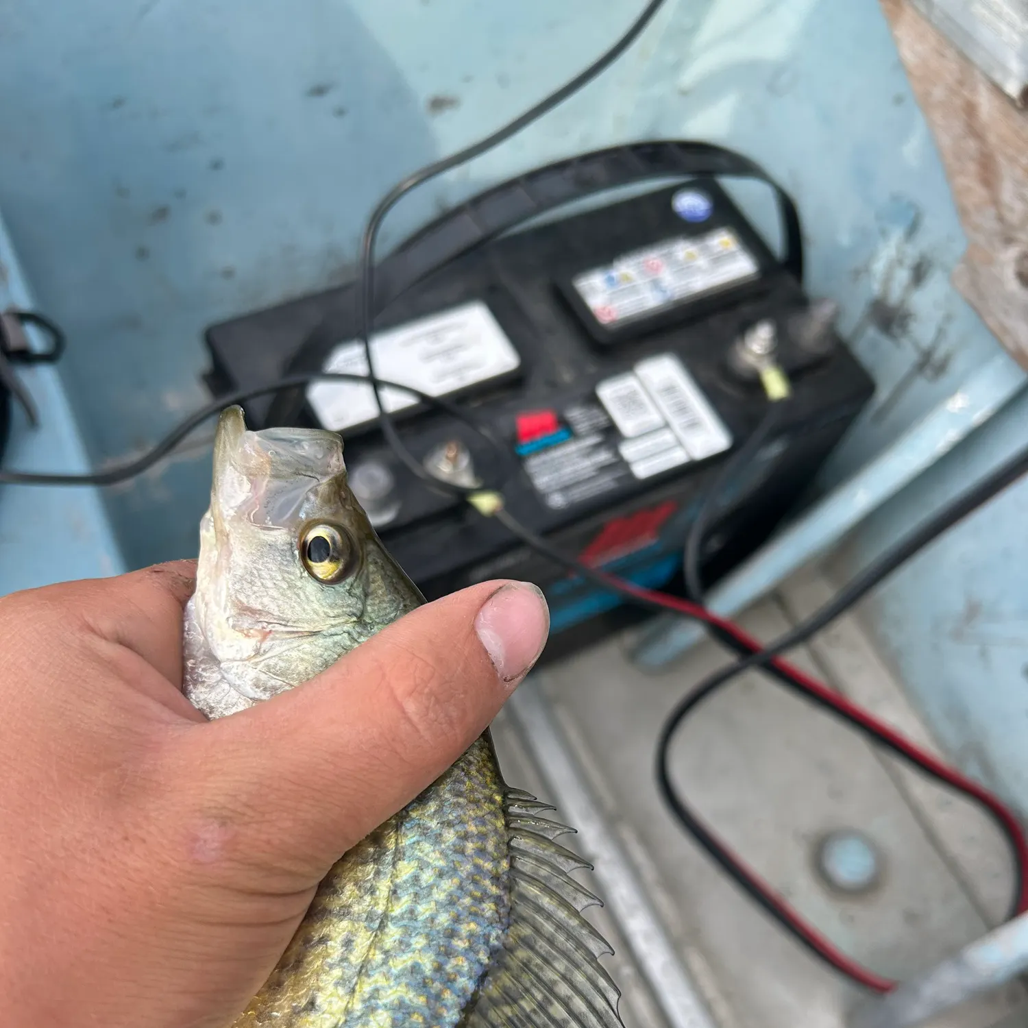 Black crappie caught on Fishbrain