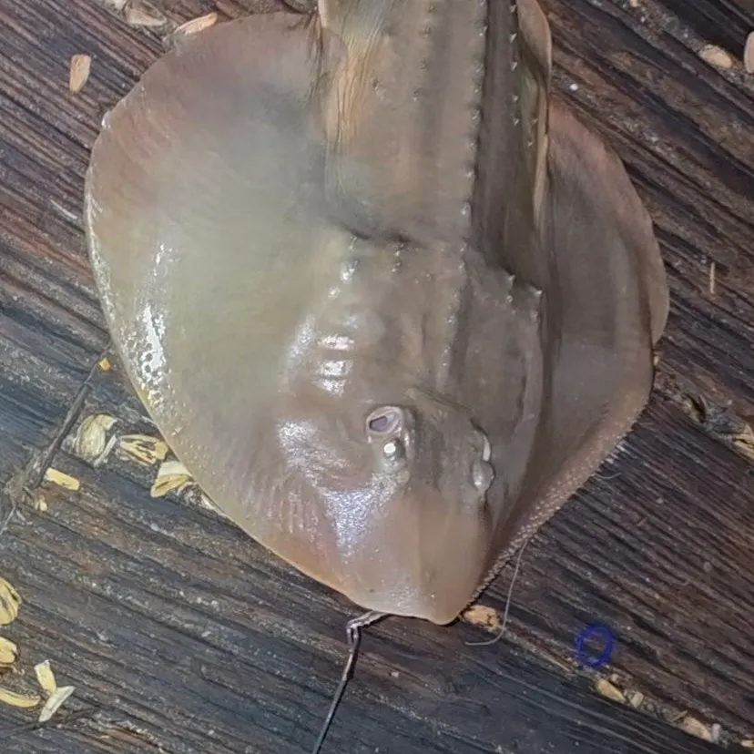 The most recent Thornback ray catches on Fishbrain