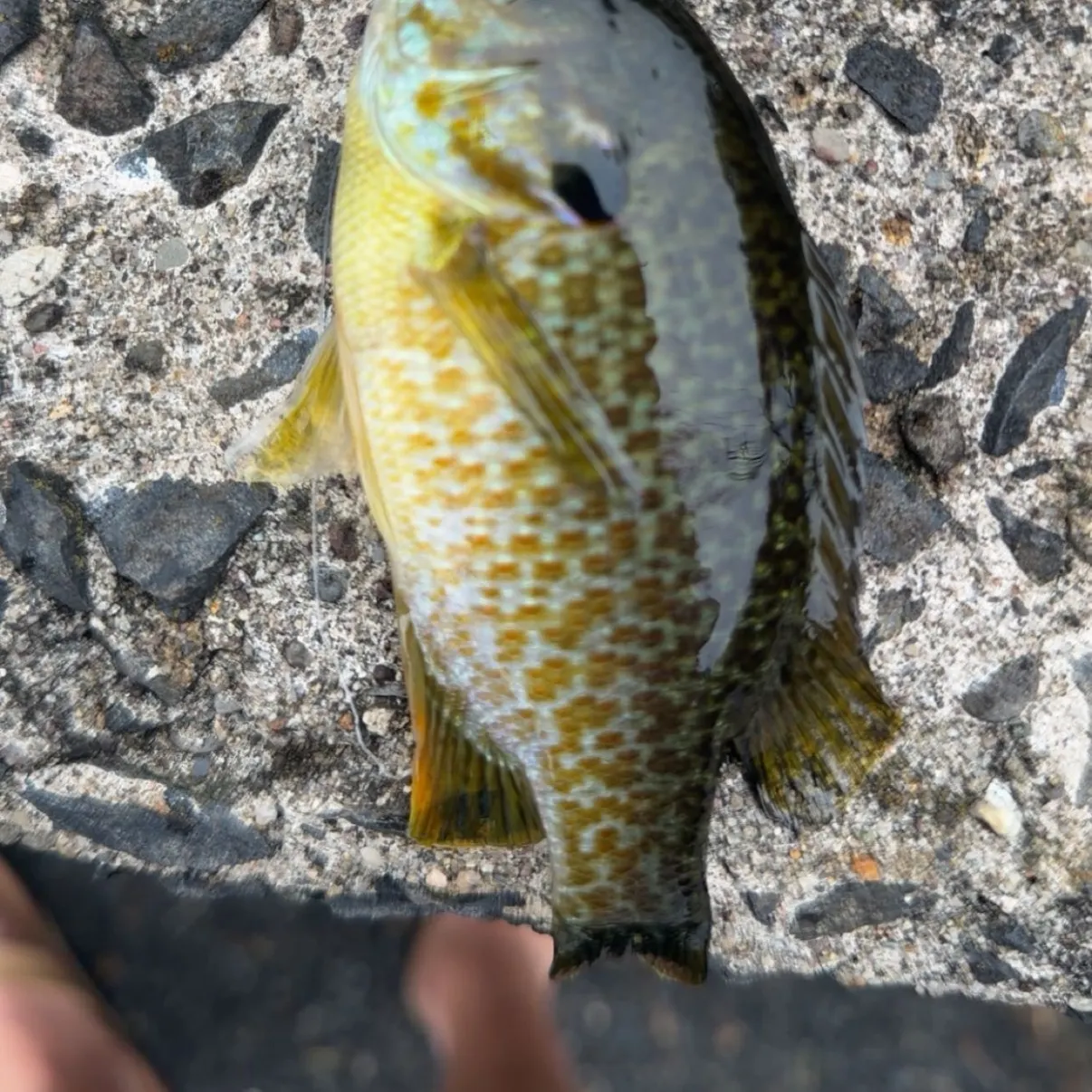 Pumpkinseed caught on Fishbrain
