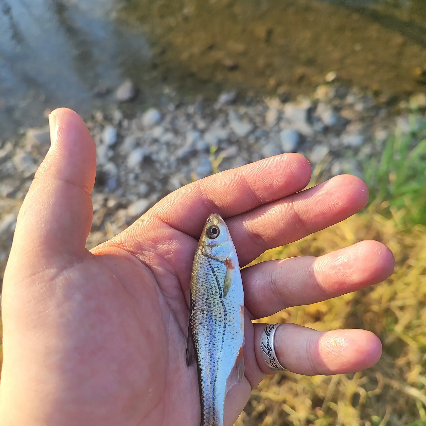 The most recent Spirinchus lanceolatus catches on Fishbrain