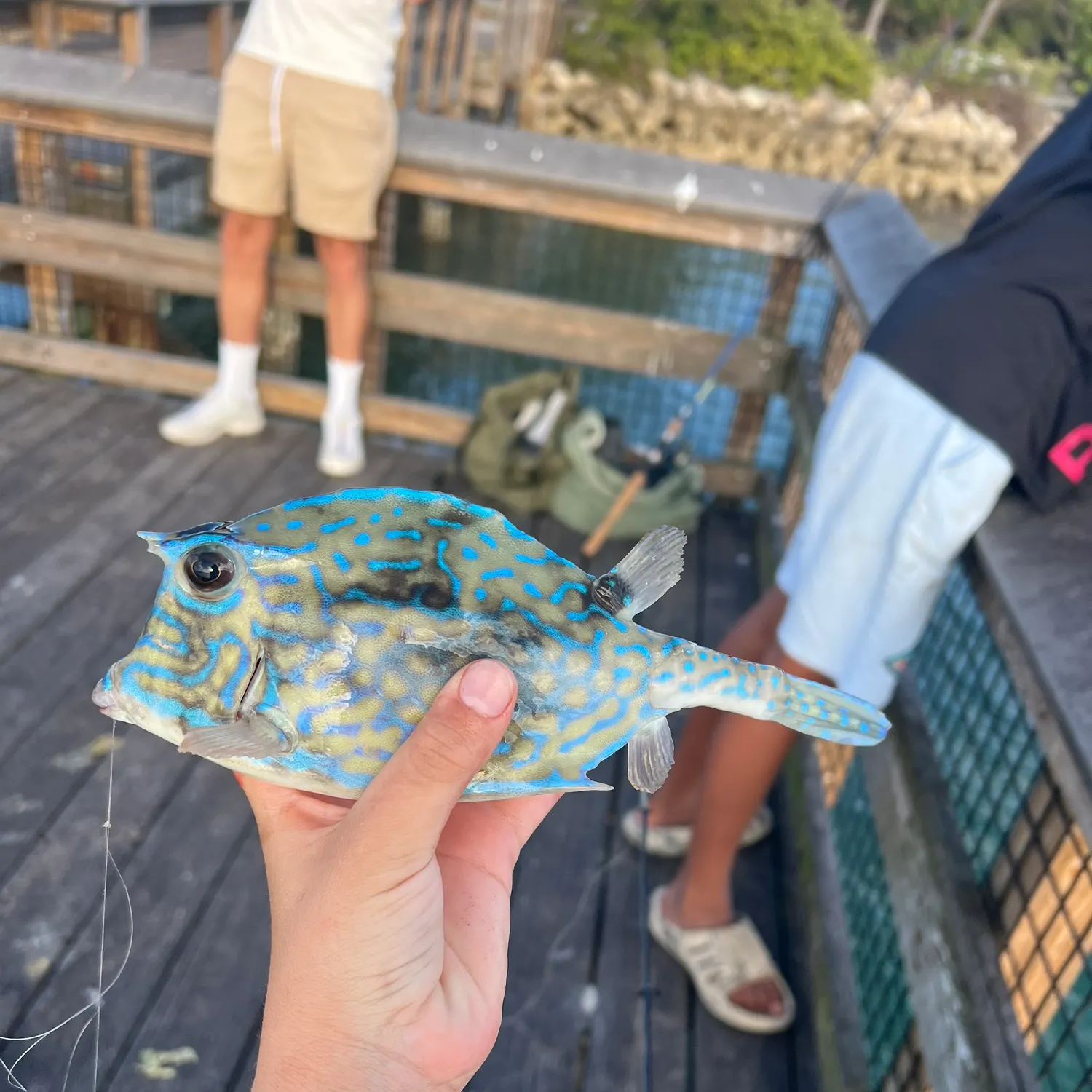 The most recent Scrawled cowfish catches on Fishbrain