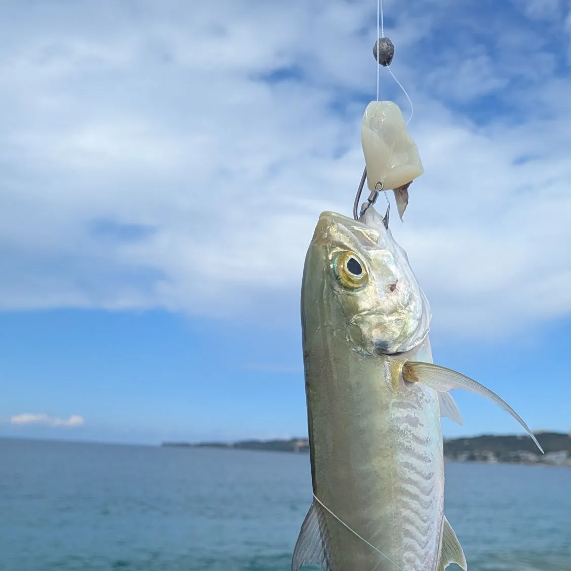 The most recent Bar jack catches on Fishbrain