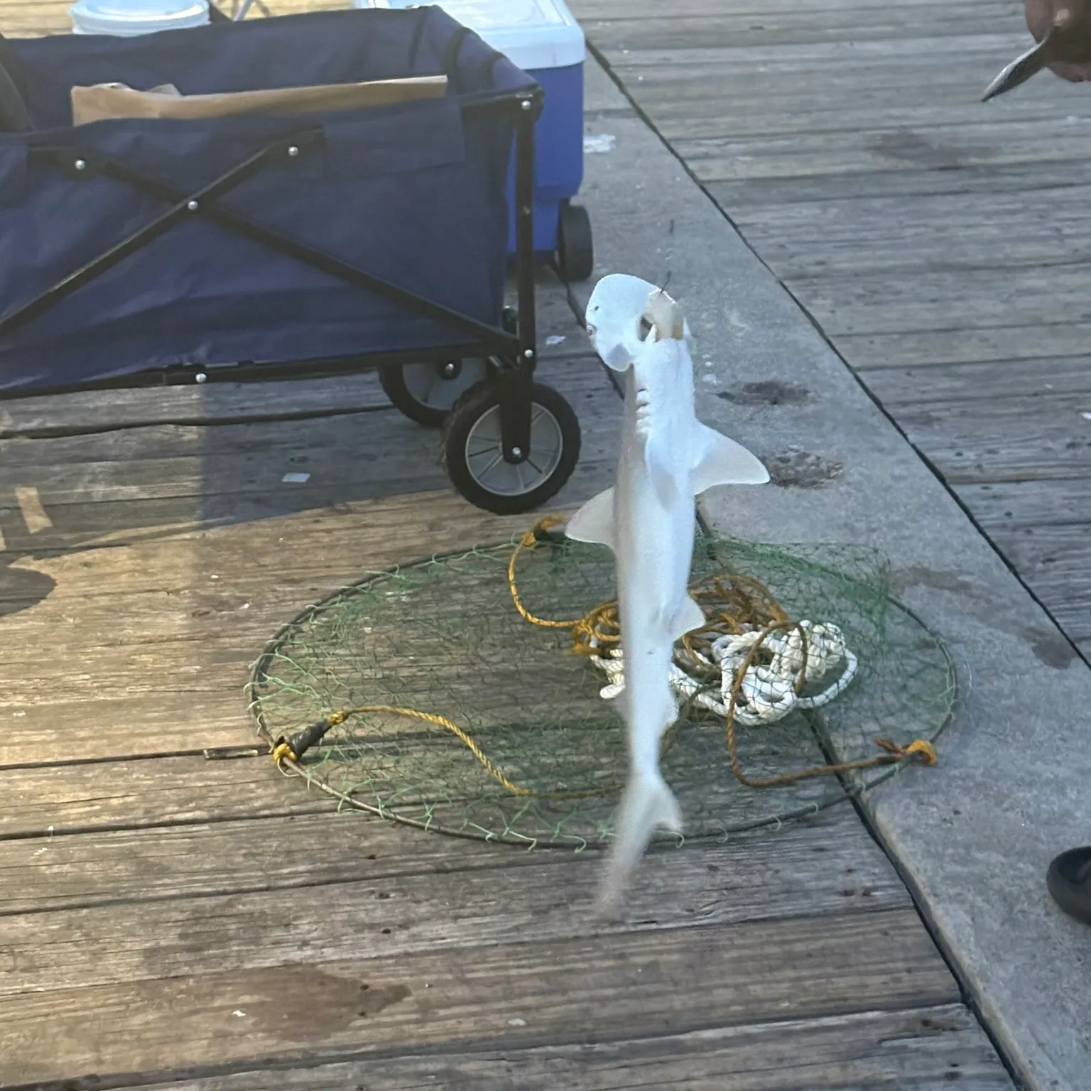 The most recent Bonnethead shark catches on Fishbrain