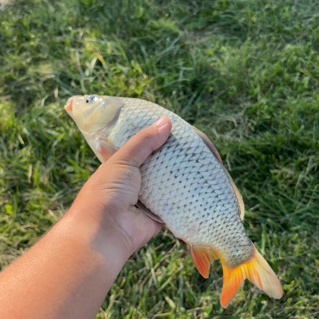Common carp caught on Fishbrain
