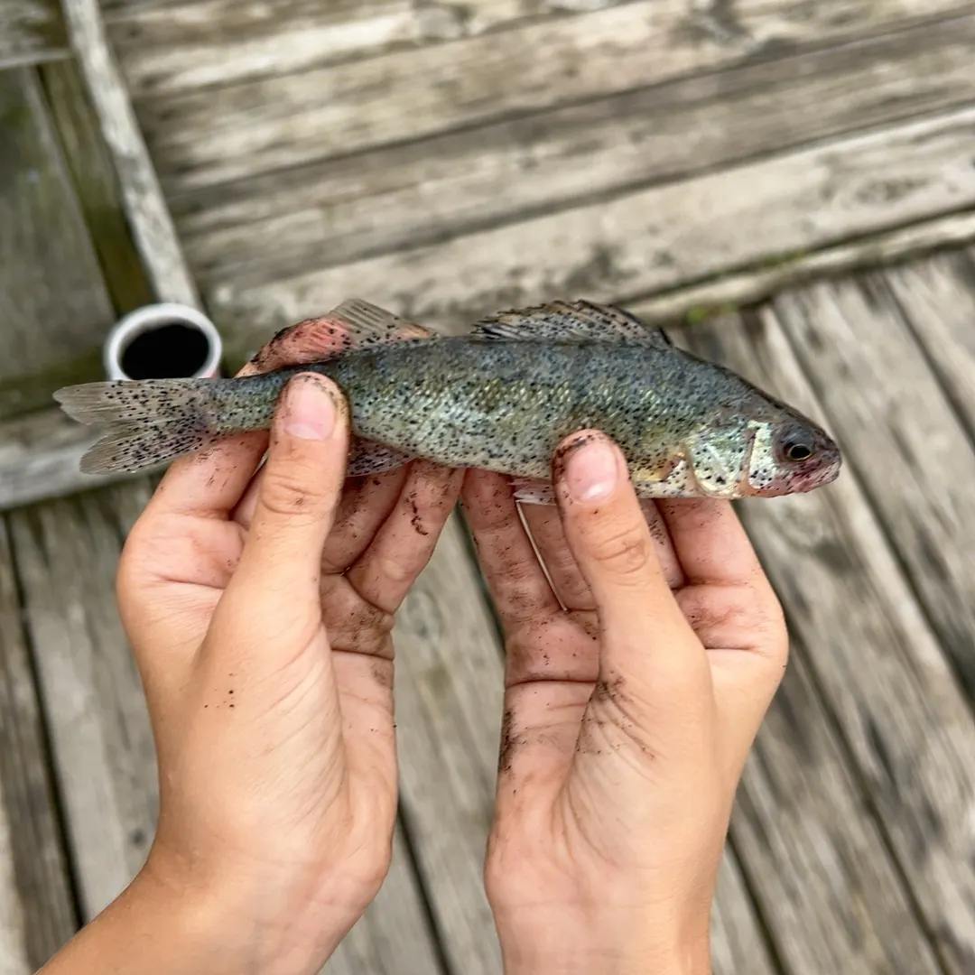 Yellow perch caught on Fishbrain