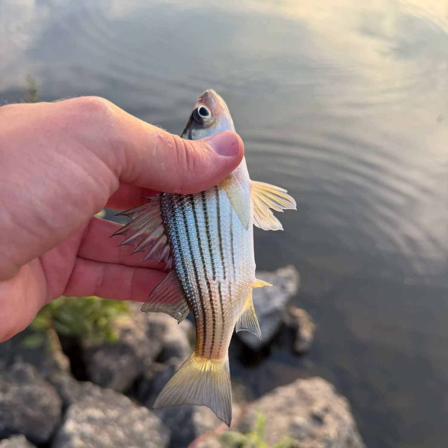 Yellow bass caught on Fishbrain