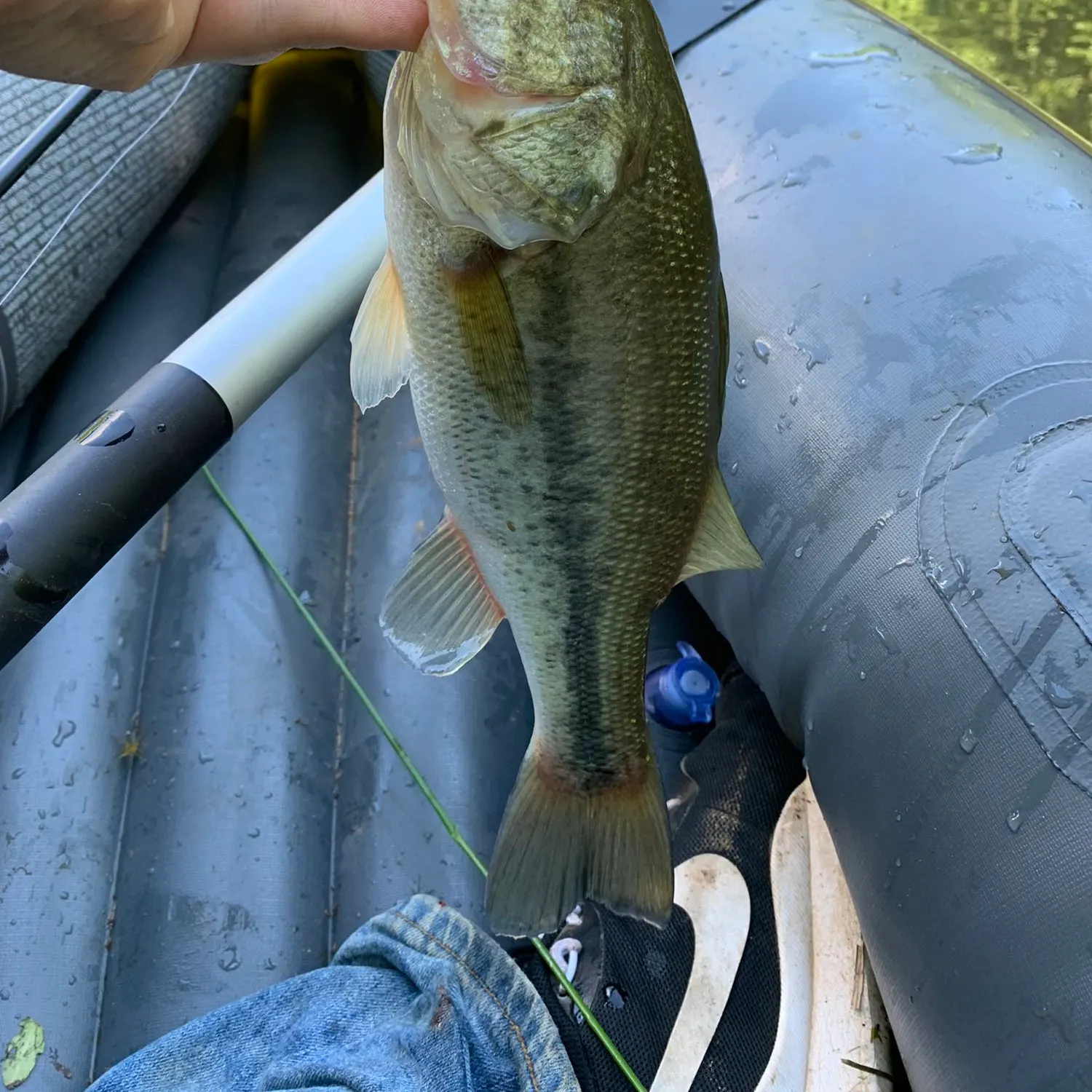 angler catch
