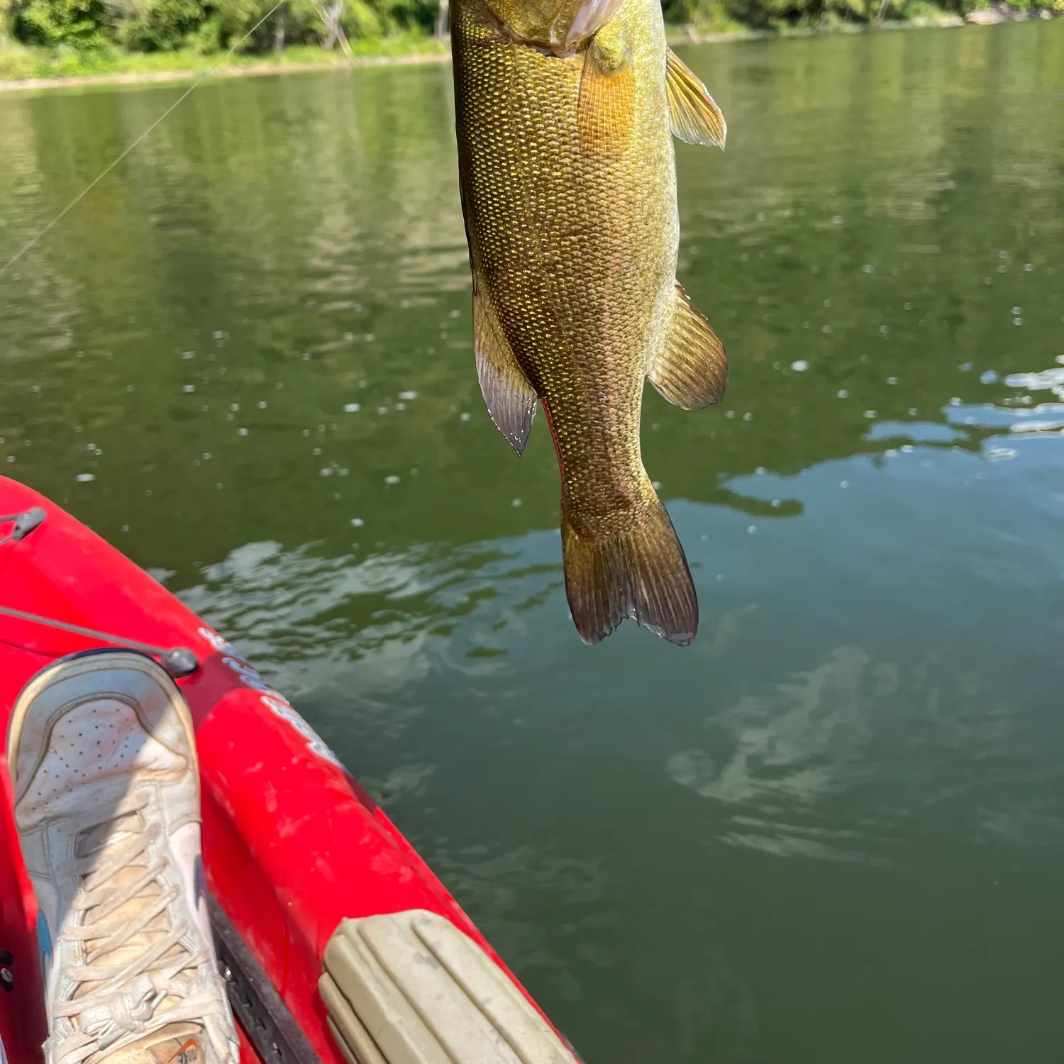 Smallmouth bass caught on Fishbrain