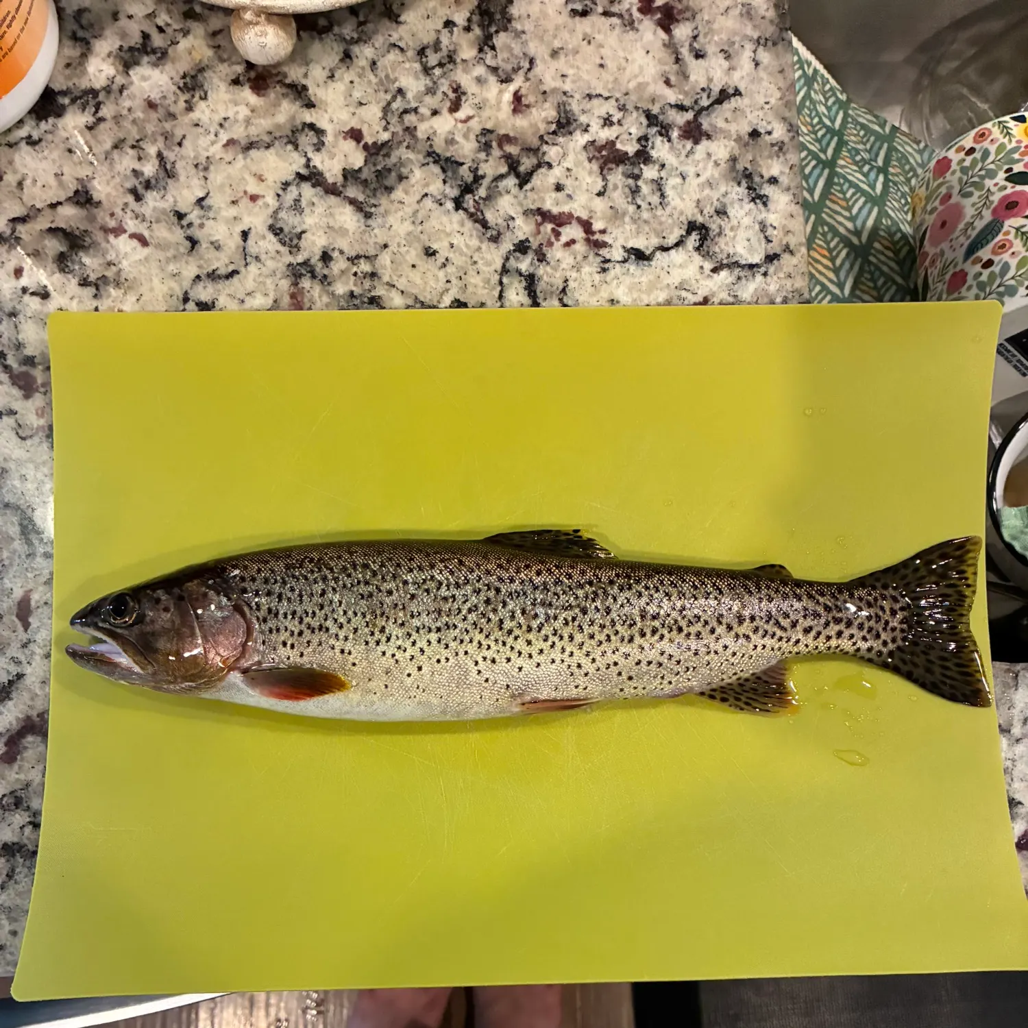 The most recent Coastal cutthroat trout catches on Fishbrain
