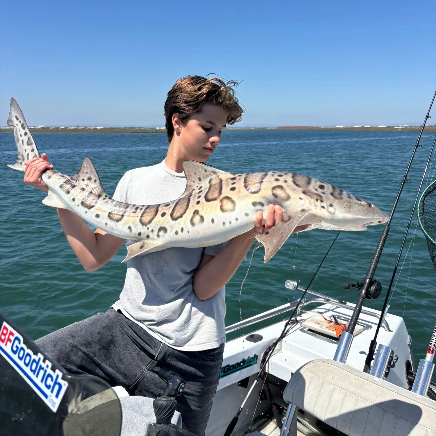 The most recent Leopard shark catches on Fishbrain