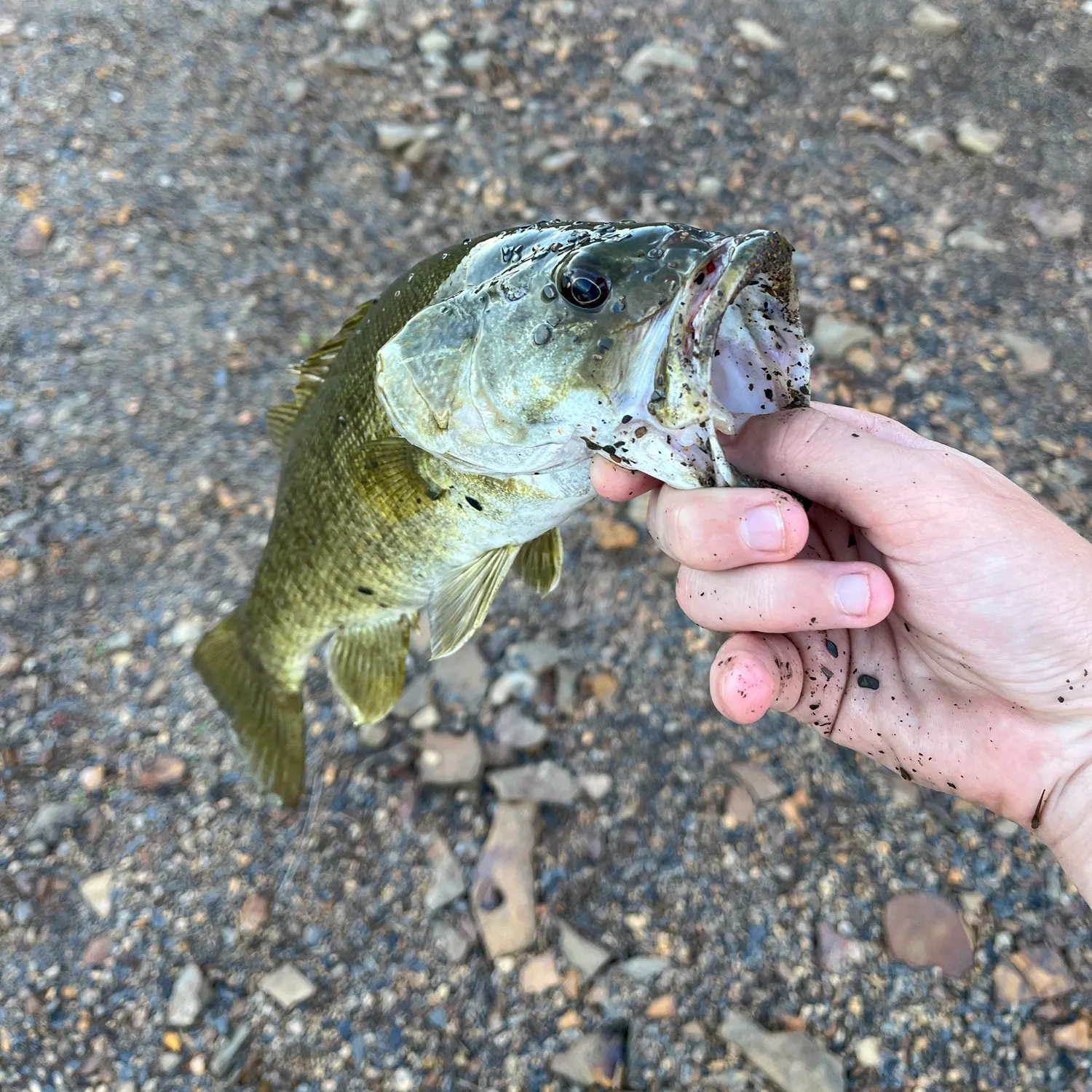 Smallmouth bass caught on Fishbrain