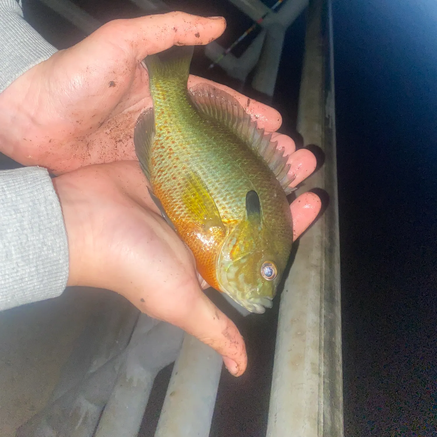 Redbreast sunfish caught on Fishbrain