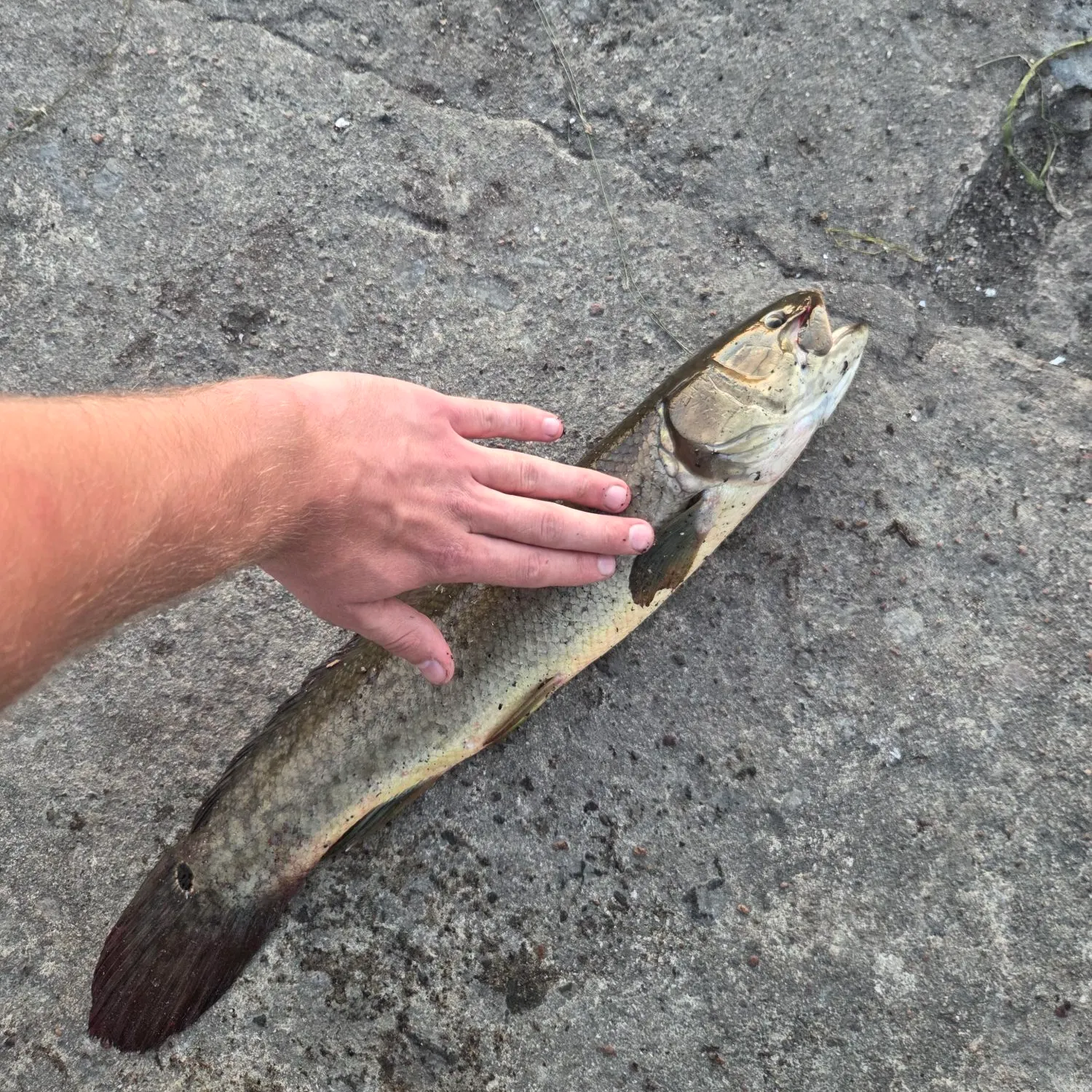 catch