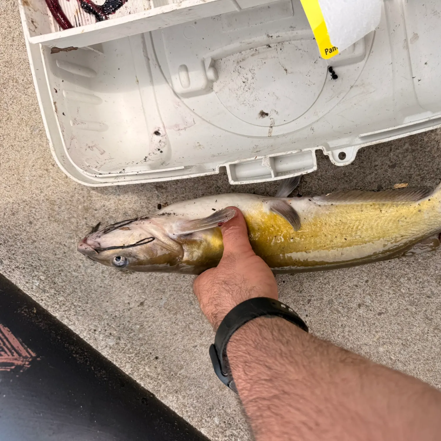 catch