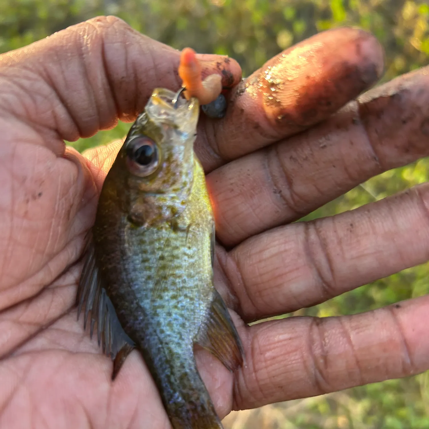 The most recent Pumpkinseed catches on Fishbrain