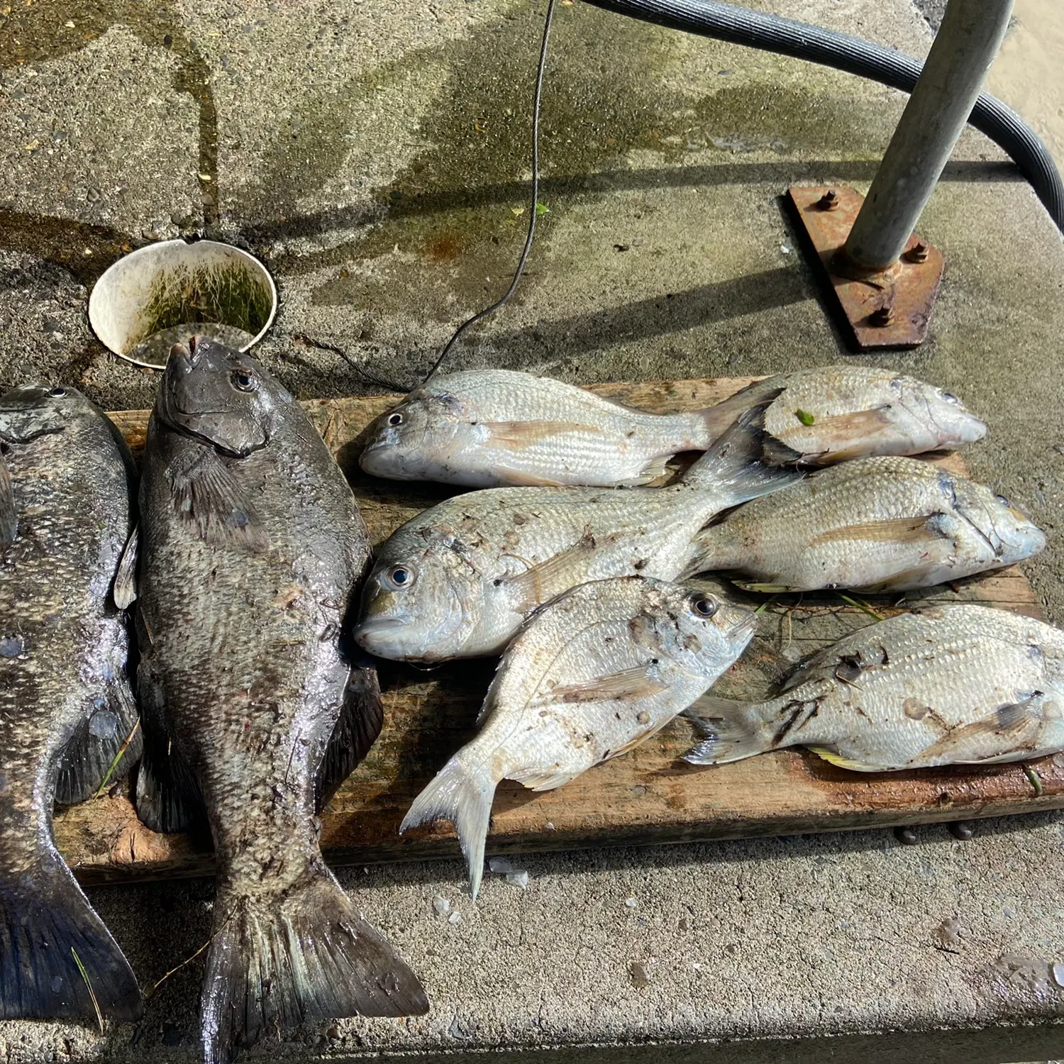 recently logged catches