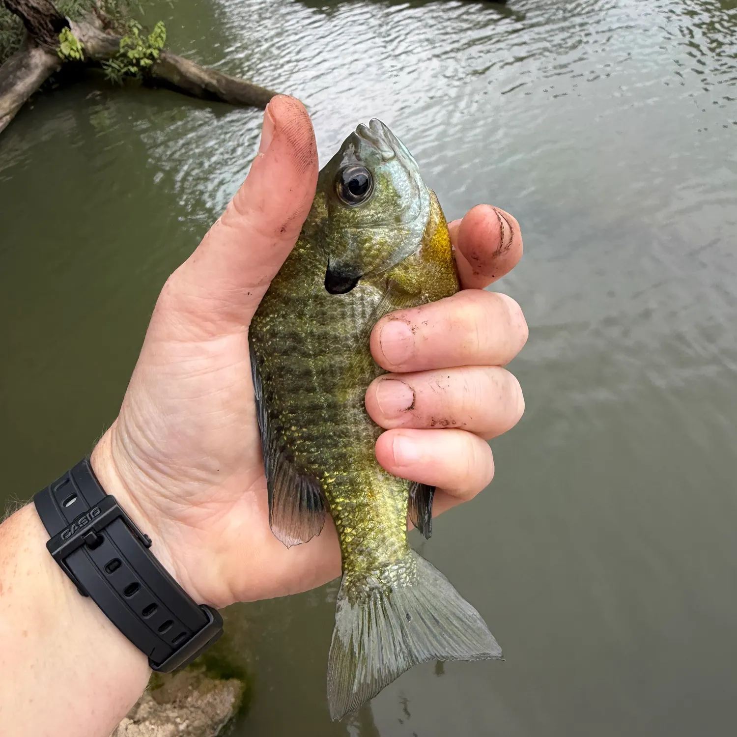 Bluegill caught on Fishbrain