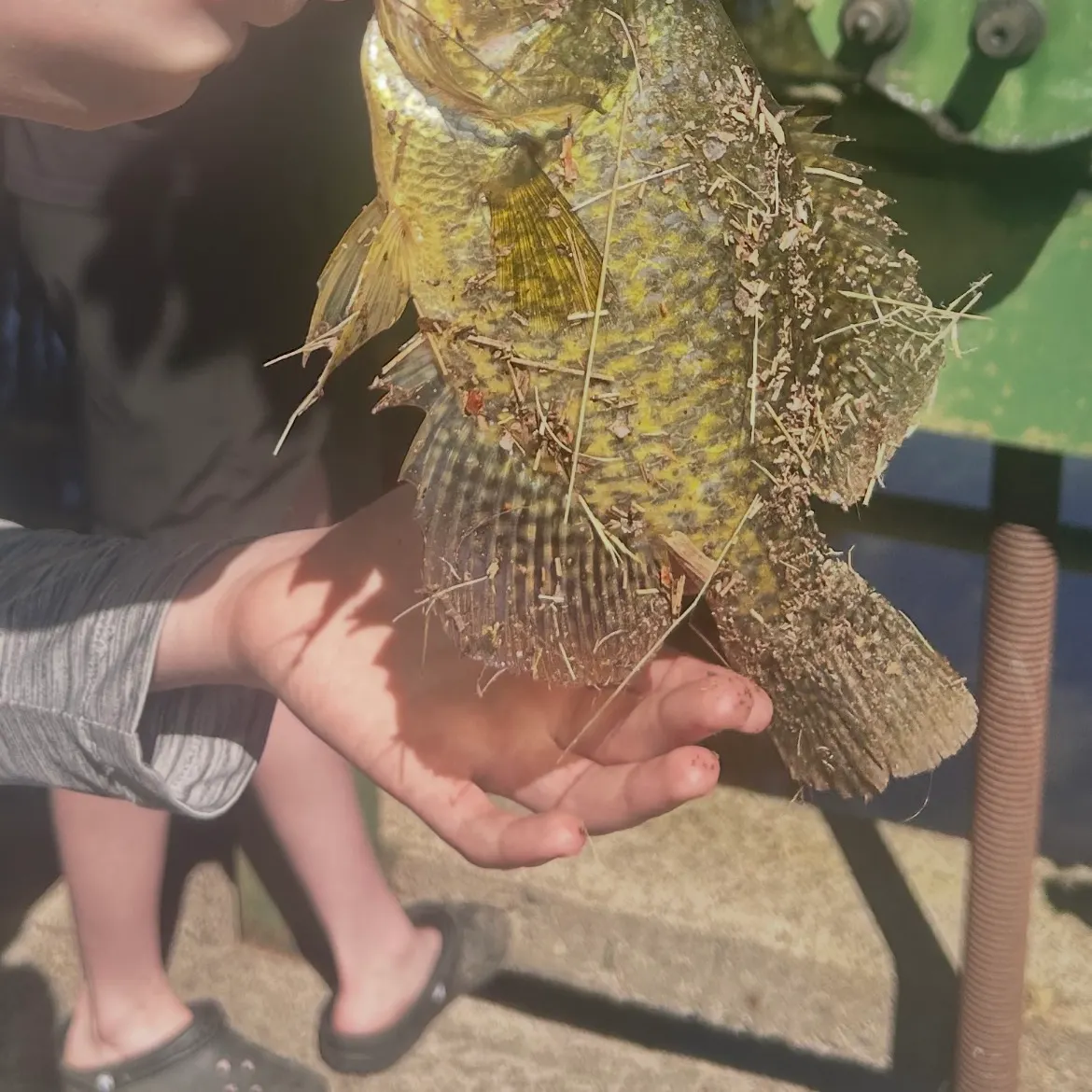 Black crappie caught on Fishbrain