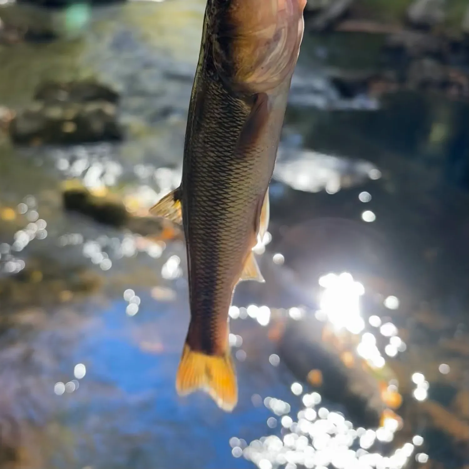 Creek chub caught on Fishbrain
